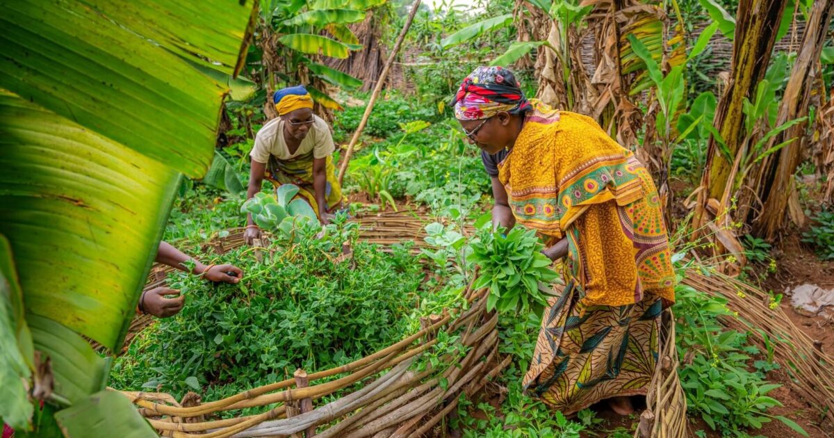 Ripple Effect | Ripple Effect | Multi-national & umbrella…