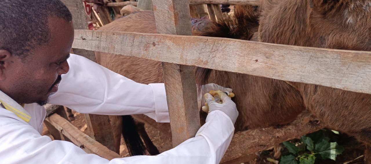https://d1l97138avwug7.cloudfront.net/Practical-Demonstration-on-Deworming.jpg