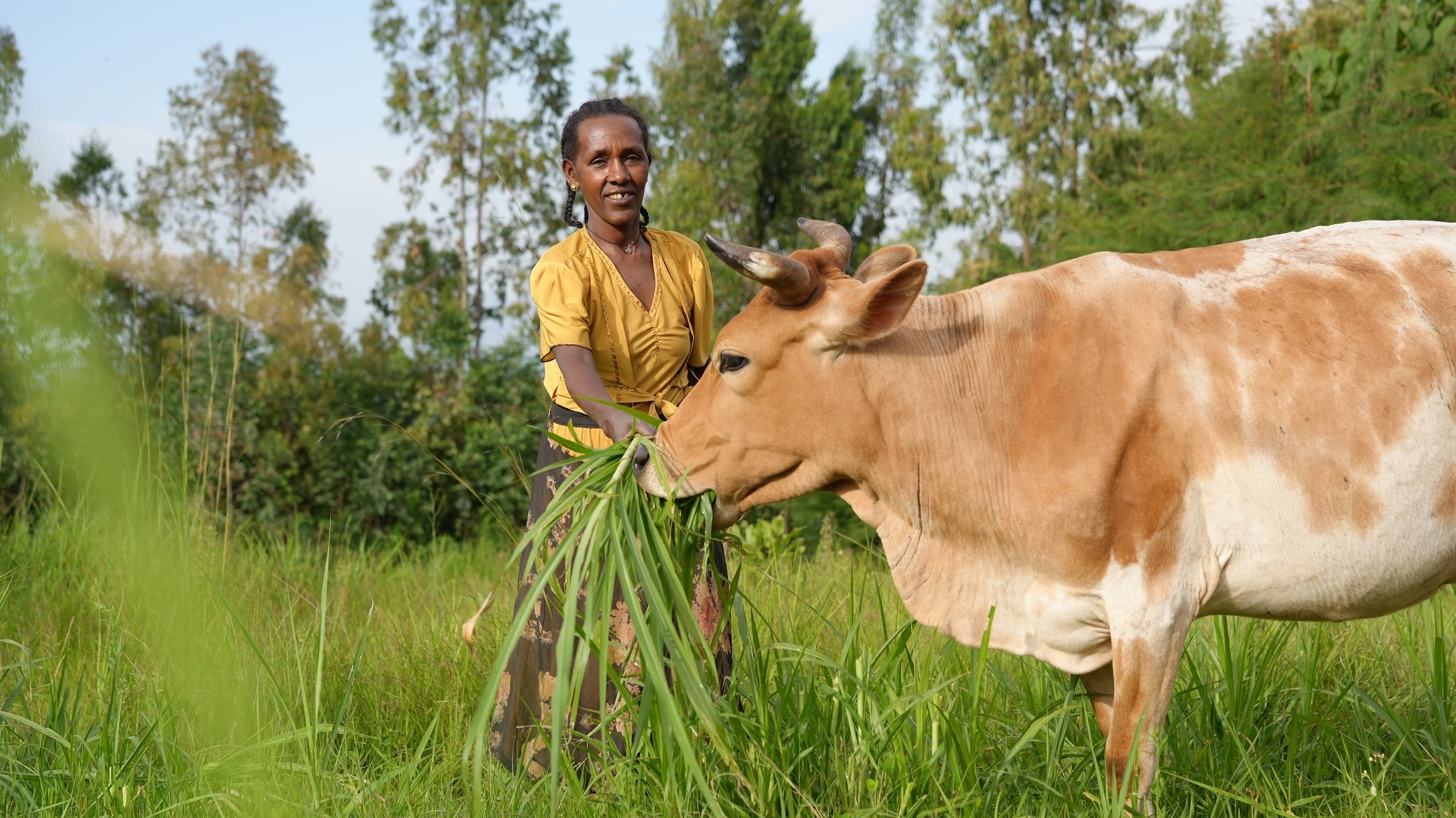 https://d1l97138avwug7.cloudfront.net/Tarikuwa-with-her-hybrid-dairy-cow-5-Large-1.jpg