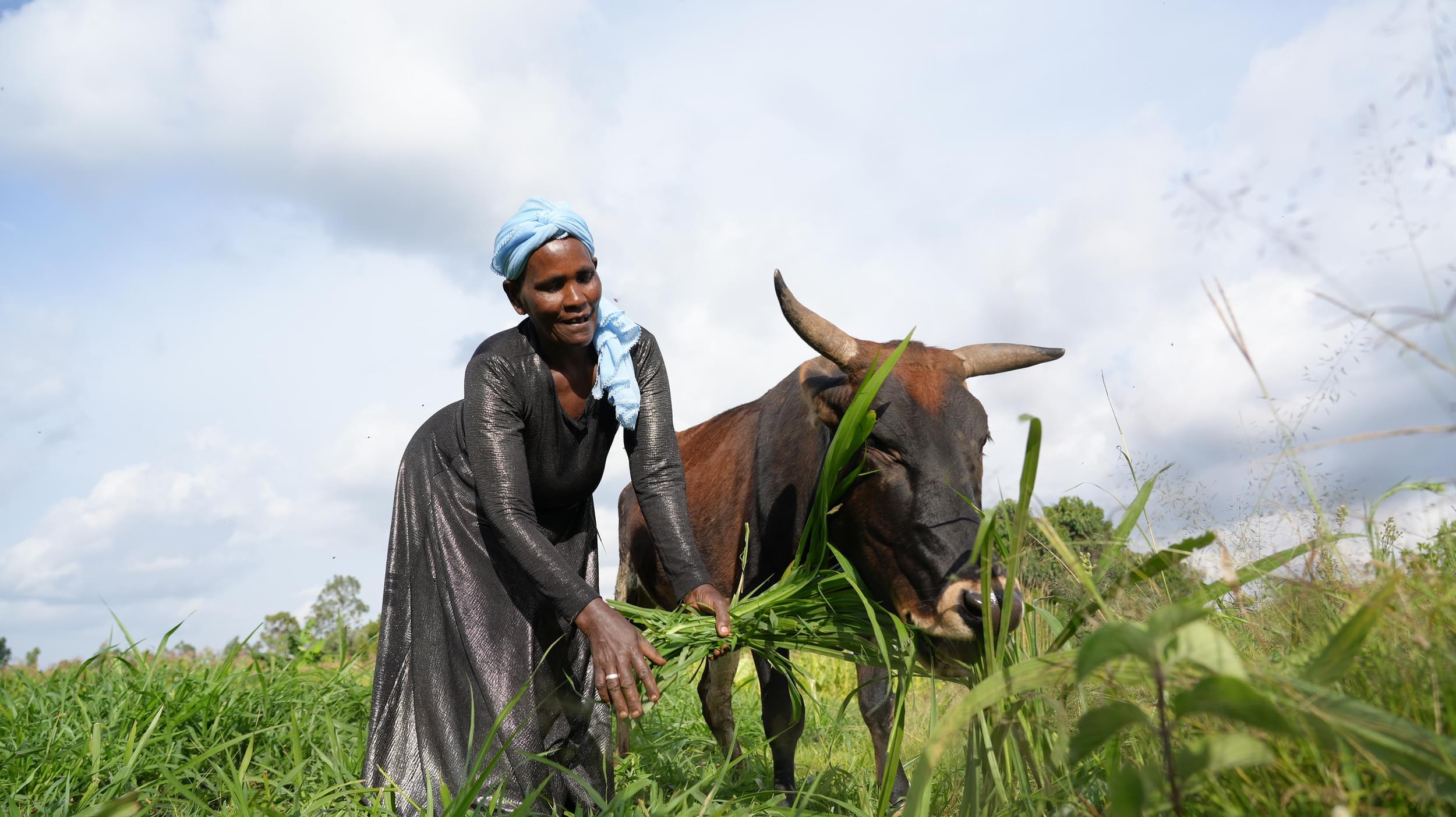 https://d1l97138avwug7.cloudfront.net/Zenebech-and-her-hybrid-local-Jersey-cow-3-Large.jpg