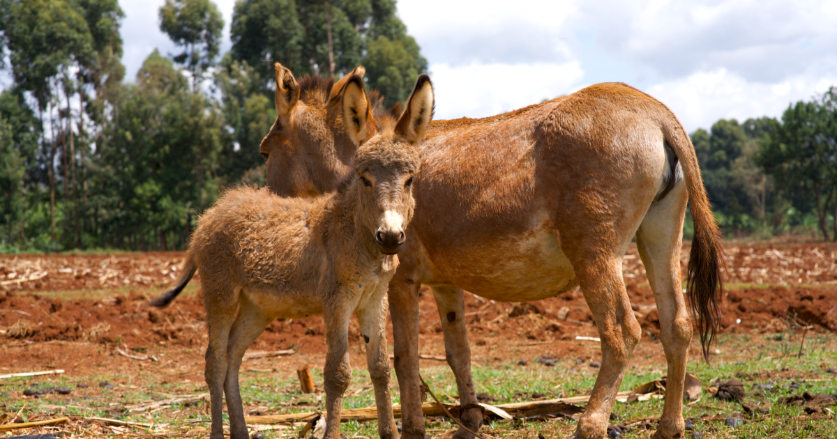 Ripple Effect | Donkey welfare in Ethiopia, Africa