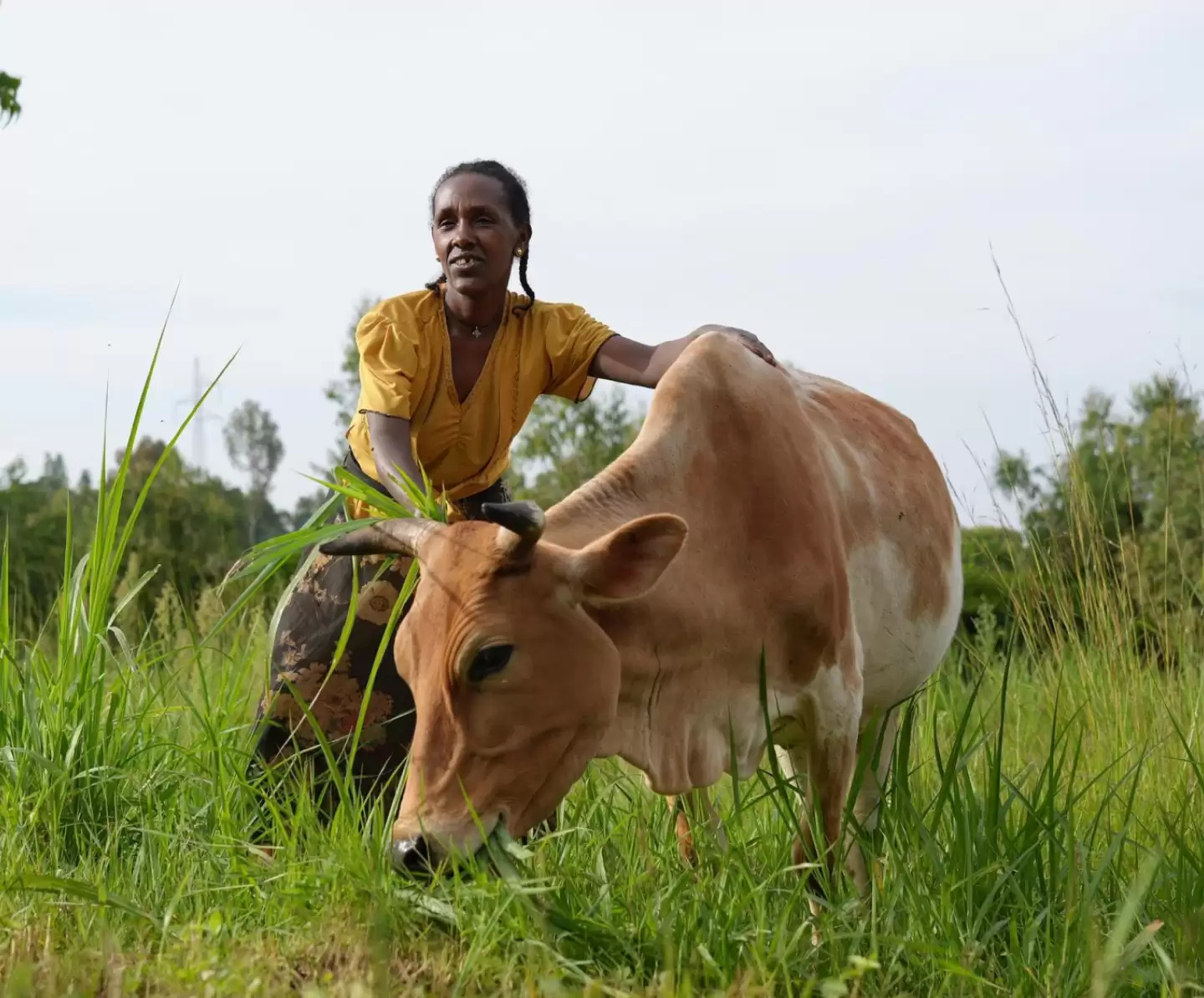 Tarikuwa with her hybrid dairy cow