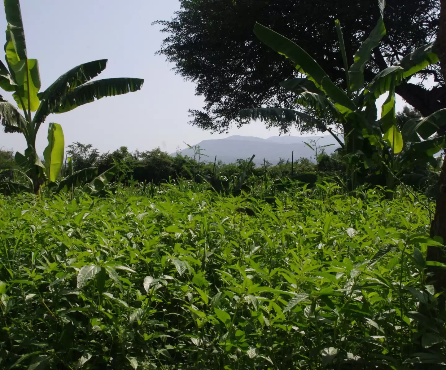 Abundant and green field in Ethiopia