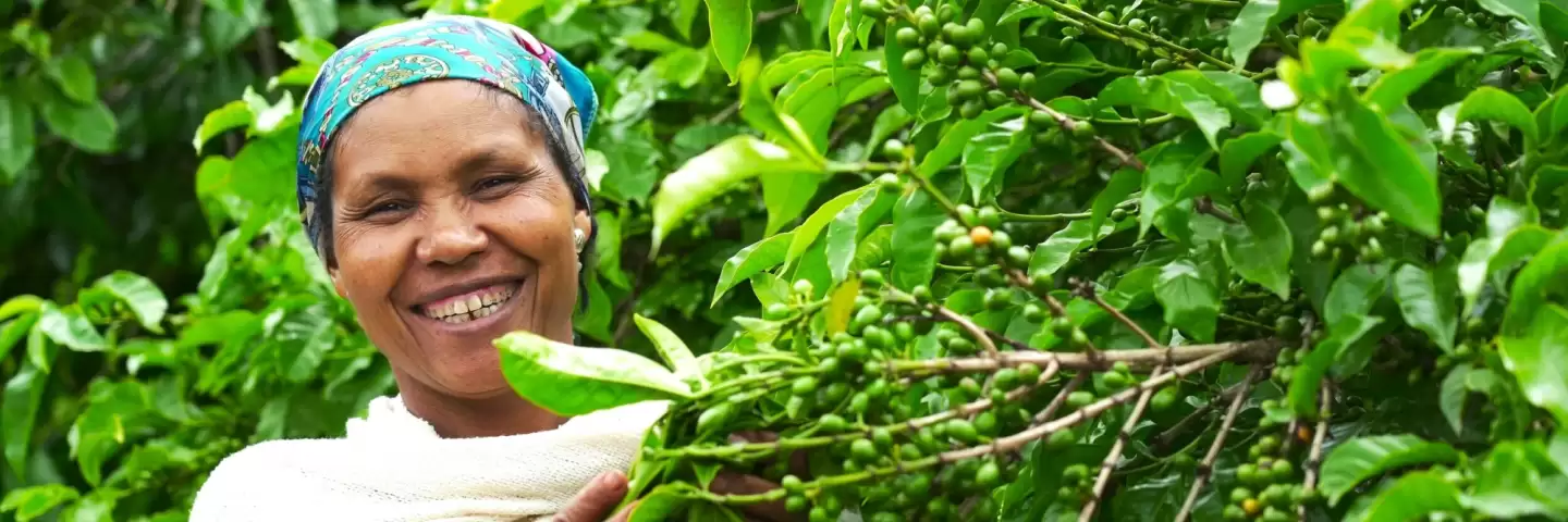 Adanech showing her thriving coffee trees in Ethiopia