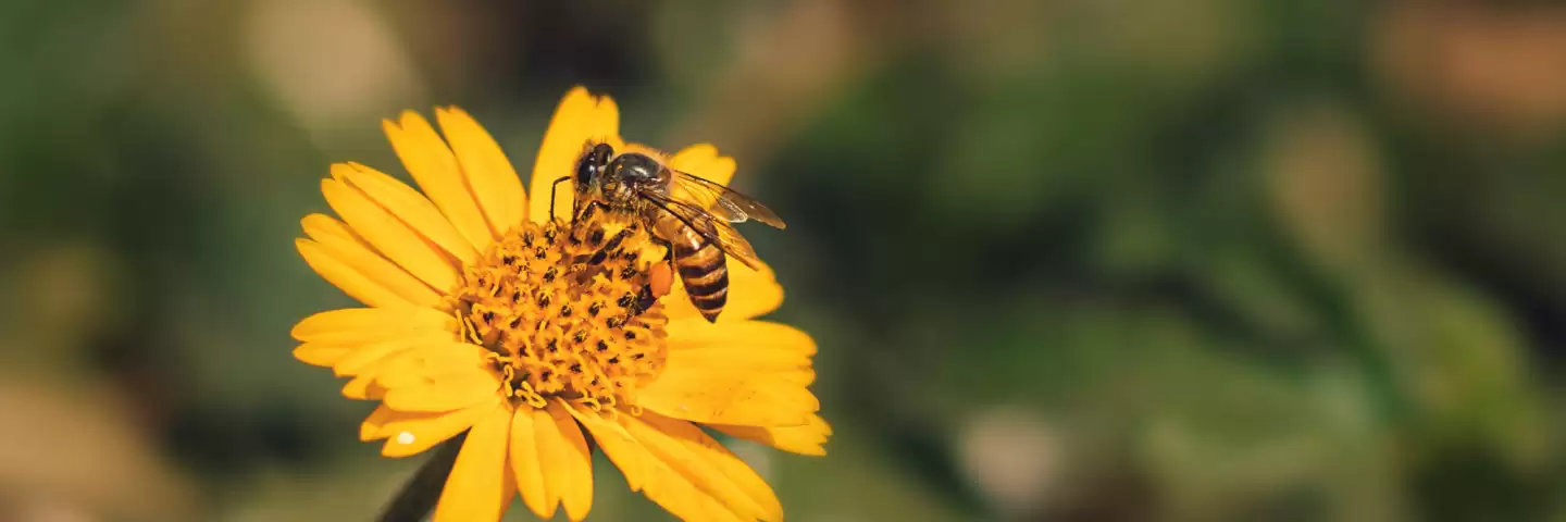Honey bee pollinating a flower