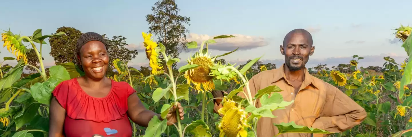 Susan Chola and her husband in their sunflower field in Zambia