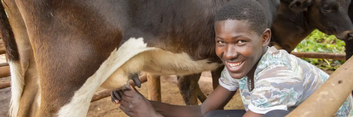 Theresa's son milking their cow