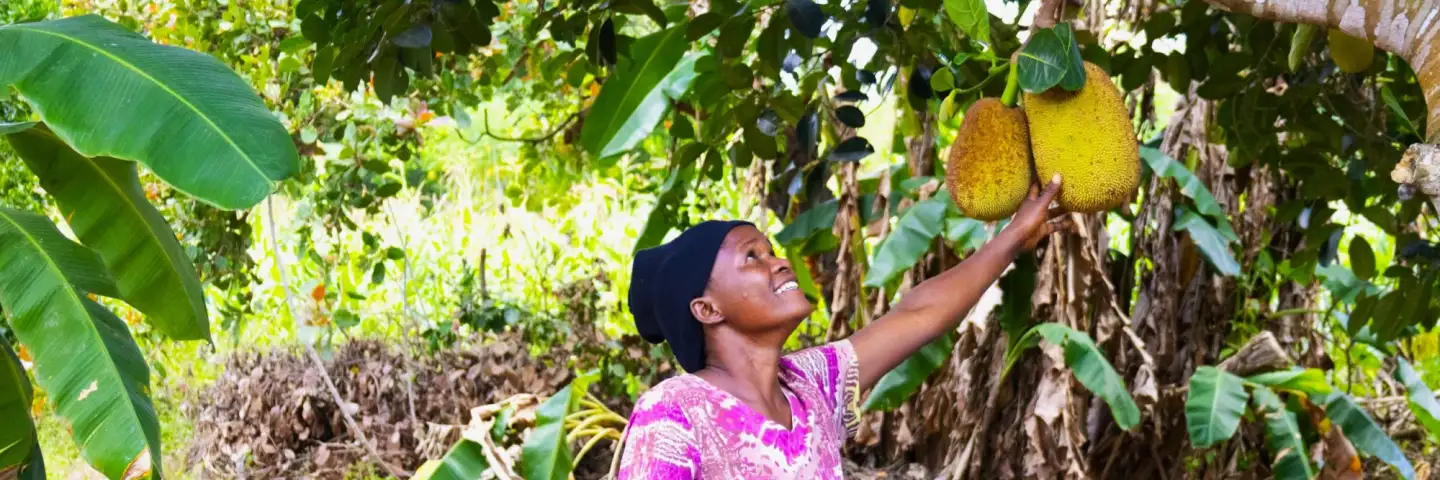 Fatuma, Kenyan farmer, reaching up to her jackfruit tree, smiling