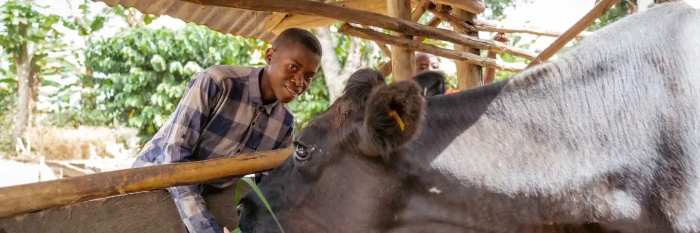 Young Rwandan boy feeding his dairy cow