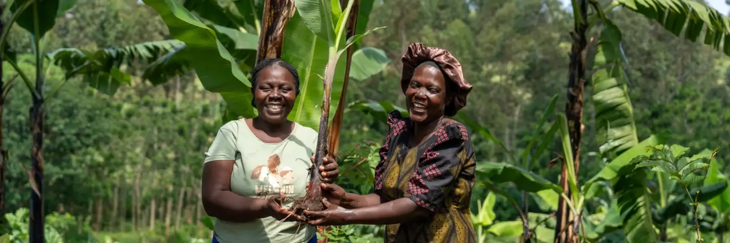 Everline, a Kenyan woman, passing on a banana sucker to Emmy, her neighbour