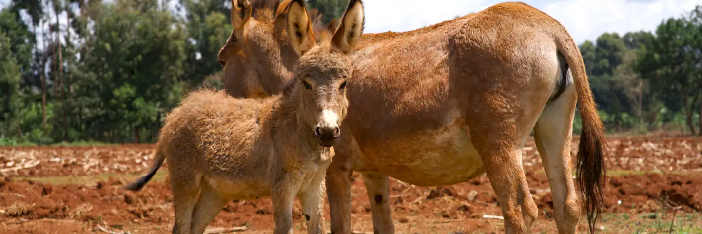 Donkey mother and baby
