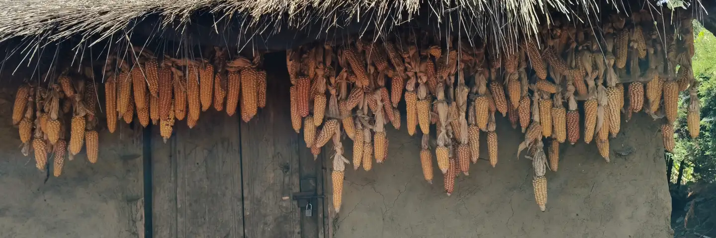 Maize cobs hanging outside a rural home for drying and storage