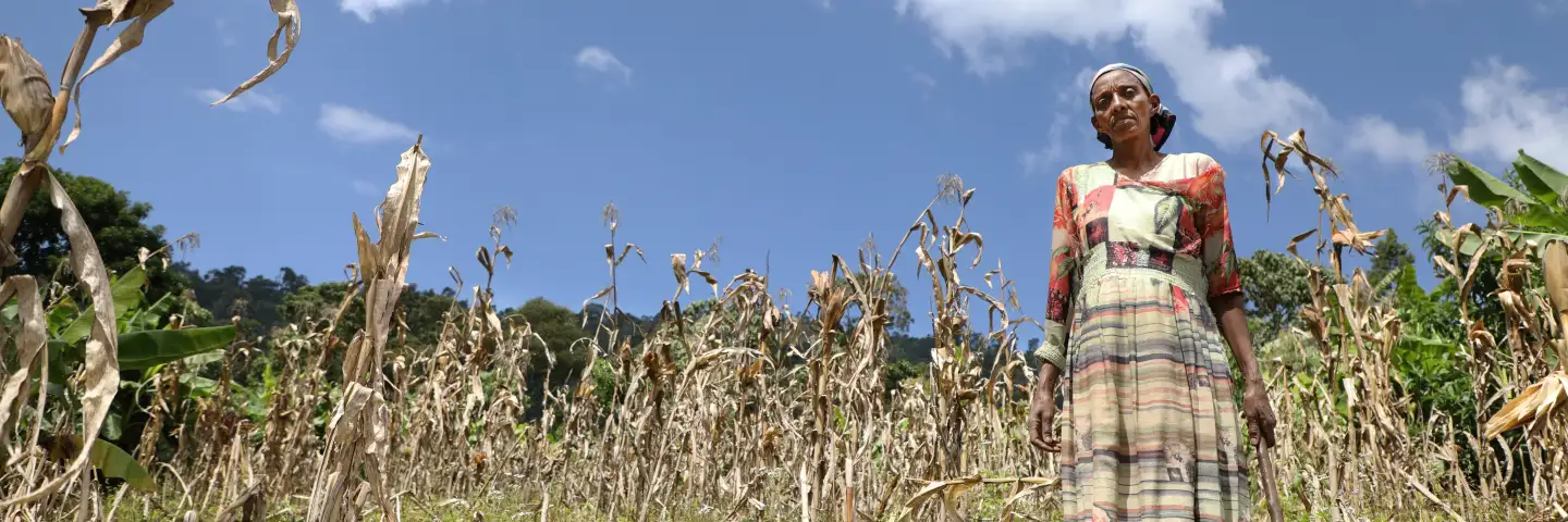 A woman farmer stands in a drought-damaged maize field in rural Ethiopia, surrounded by dry, withered crops beneath a bright blue sky.