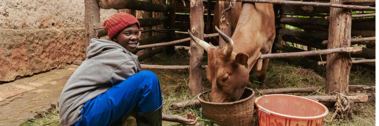Farmer feeding a dairy cow in a livestock enclosure.