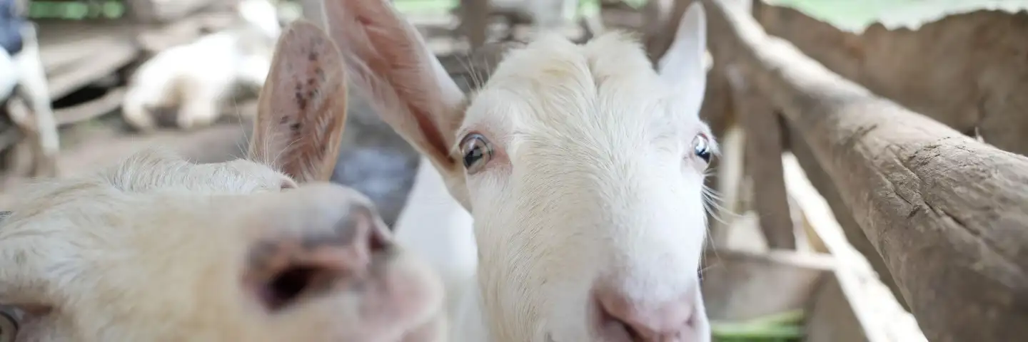 two white goats with their noses close to camera