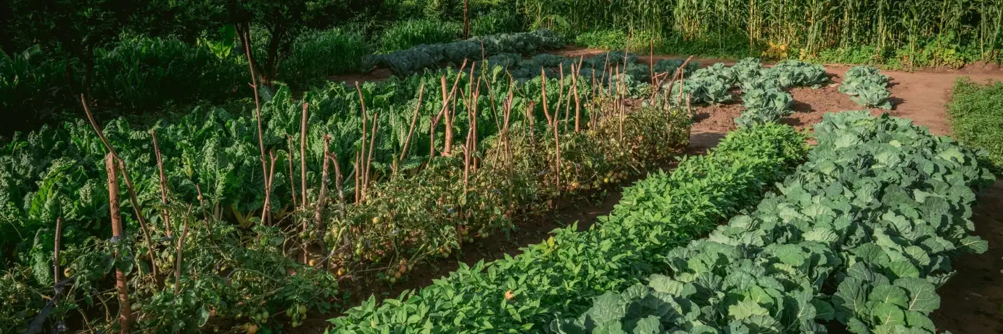 thriving vegetable plot with rows of different crops