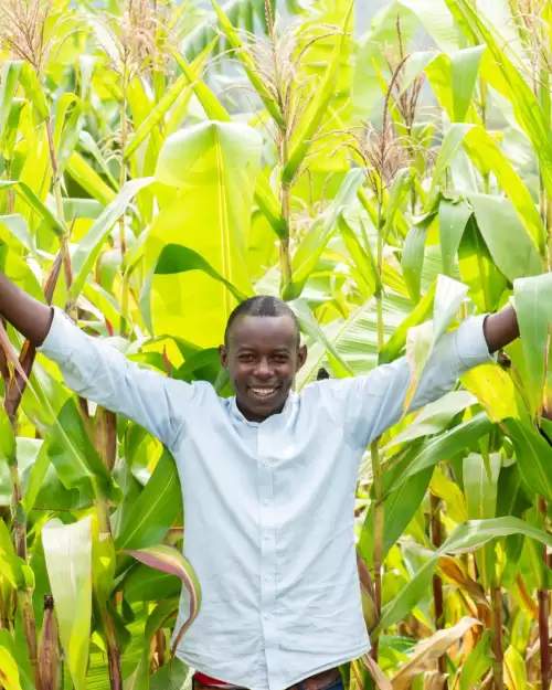 Alfred and Lillian, Rwandan farmers, with their thriving crops