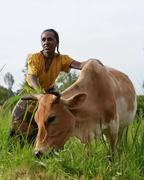 Tarikuwa with her hybrid dairy cow