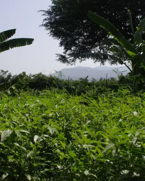 Abundant and green field in Ethiopia