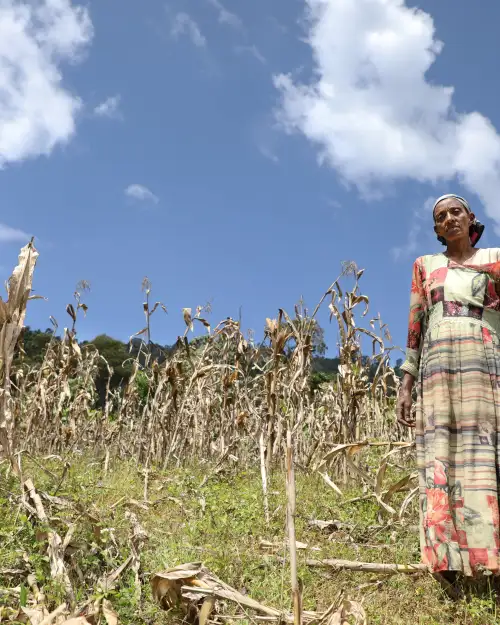 A woman farmer stands in a drought-damaged maize field in rural Ethiopia, surrounded by dry, withered crops beneath a bright blue sky.