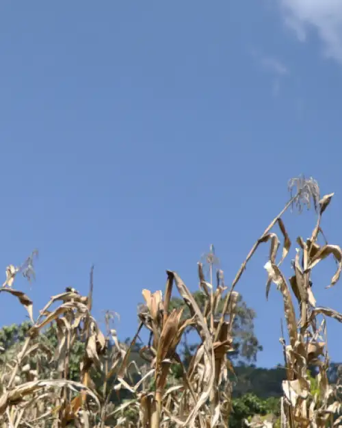 A woman farmer stands in a drought-damaged maize field in rural Ethiopia, surrounded by dry, withered crops beneath a bright blue sky.