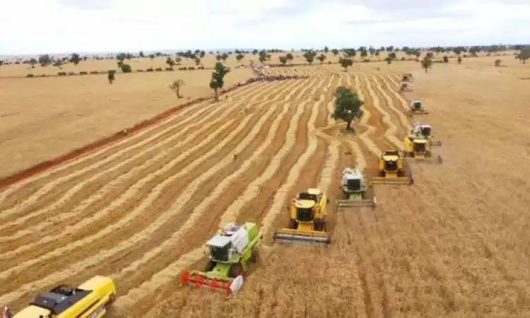 Wheat monoculture fields in Ethiopia being harvested