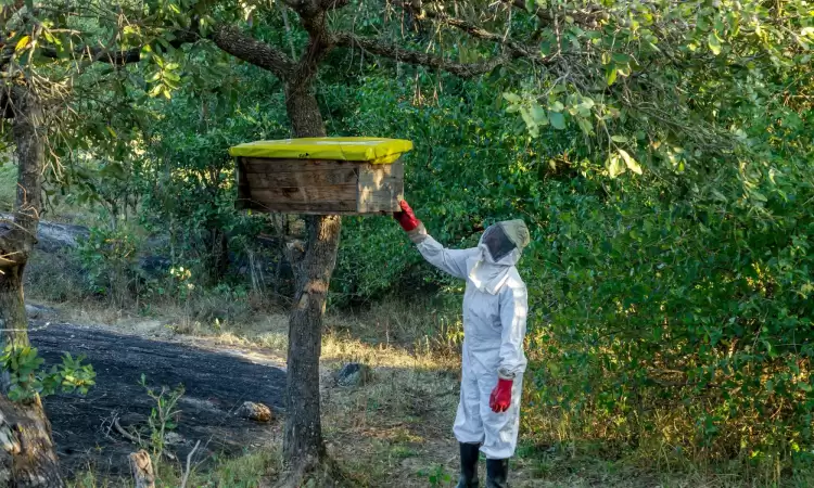 Grace Maliposa, a smallholder farmer in Zambia, caring for her beehive in full apiculture uniform