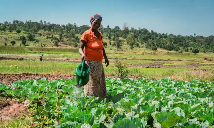 Joselyne watering her cabbages