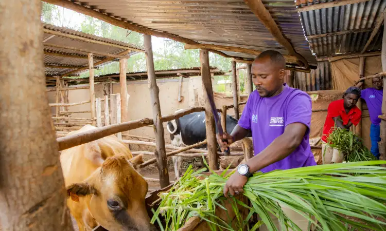 Jean de Dieu, a KOZIMURU cooperative member, feeds his milking cow