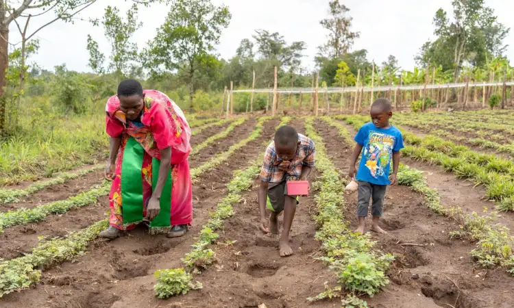 A Ugandan woman and her two children are bending down in their field, planting seeds between other crops