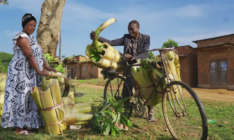 Two farmers preparing and loading banana produce onto a bicycle for transport to market.