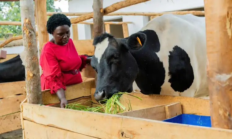 Dancilla, project participant in Rwanda, and her dairy cow