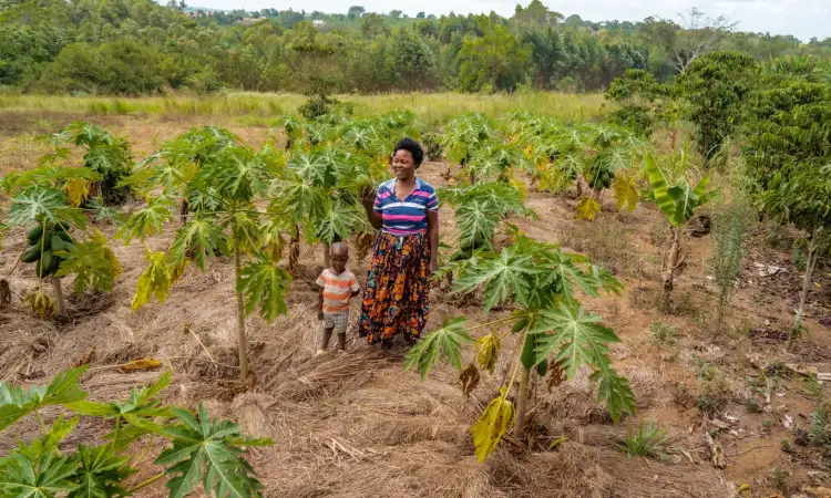 Jane, a project participant in Uganda, with her grandson in their pawpaw field. She has used the mulching technique (dried grass covering soil)
