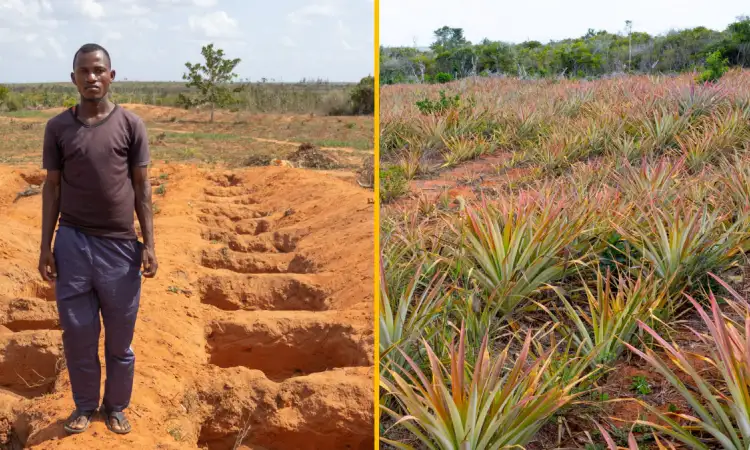 Tyson and his new Tumbuzika garden, where he has planted pineapples, and his pineapple field