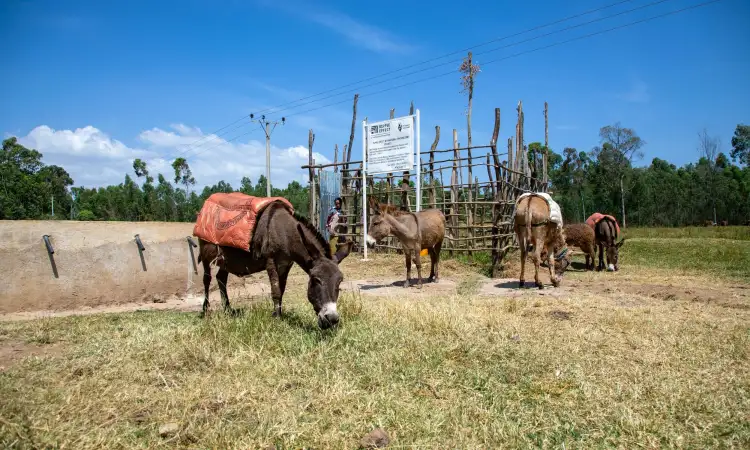 Donkeys accessing water from a project-constructed waterpoint in Haro Beseka Village