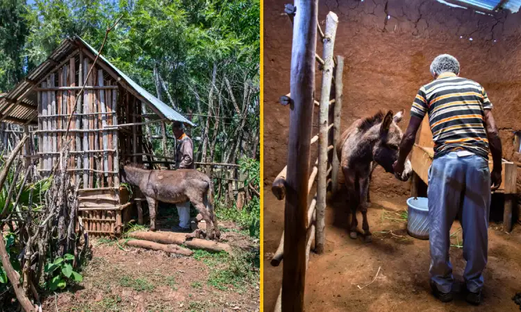Chimdi, a project participant, feeding his donkeys in the shelter and feeding trough he constructed in Senkole Kake village