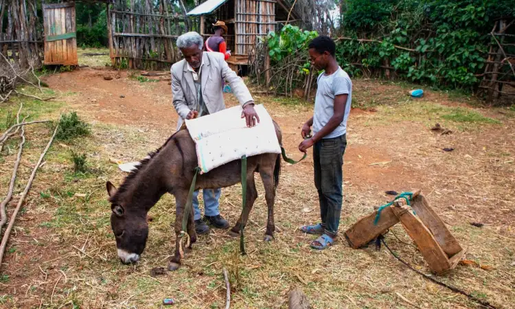 Chimdi preparing to load his donkey using wound-preventing harnessing material