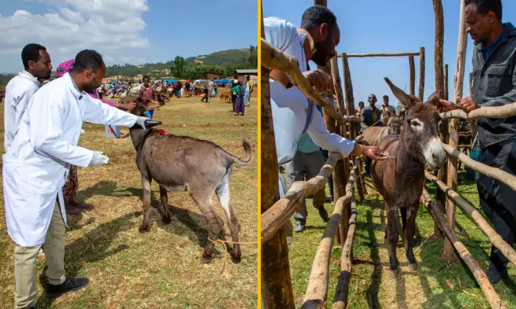 Project and government veterinarians conducting a donkey vaccination campaign