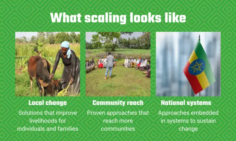 Infographic showing how local approaches can scale to wider national systems