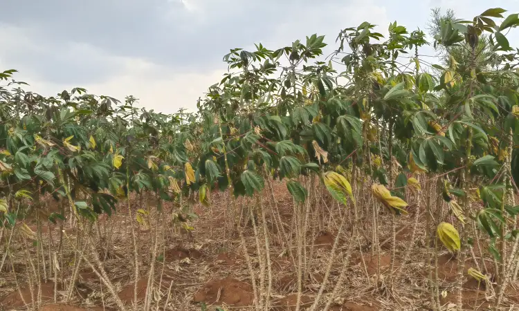Cassava plants growing in a field under cloudy skies.