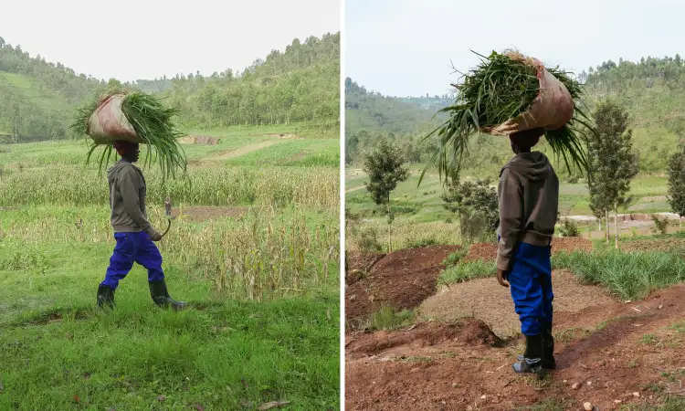 Woman carrying fodder through her village in rural Africa