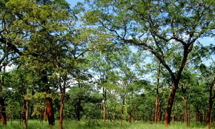 Zambian woodland, with green grass and tall, thin trees