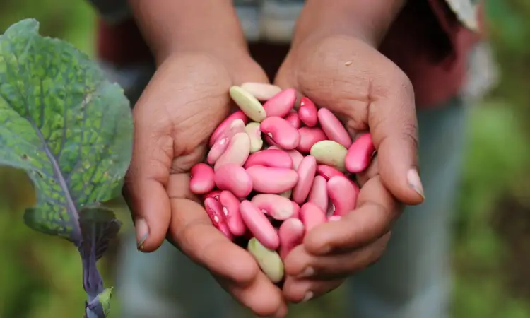 A pair of hands cup pink and light green beans (close up)
