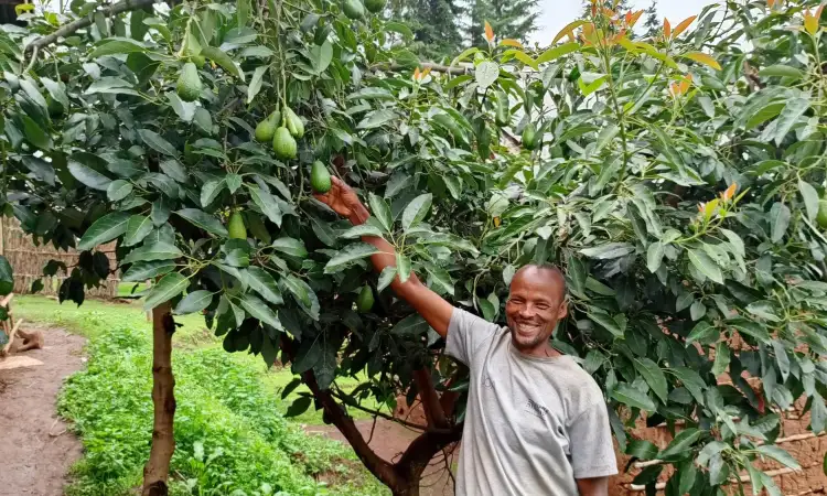 An Ethiopian man is facing the camera smiling widely, while reaching up to the avocados in the tree he stands next to