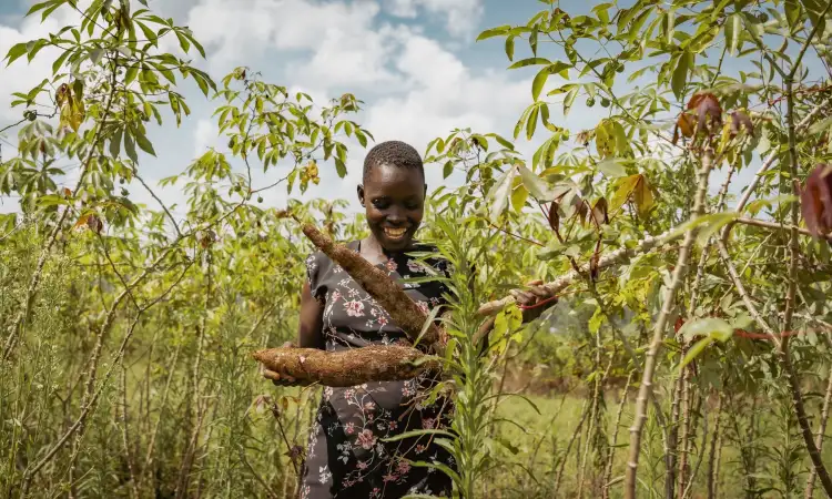A Kenyan woman is standing in the middle of tall crops and grasses, looking down at the large cassava crop she holds, smiling