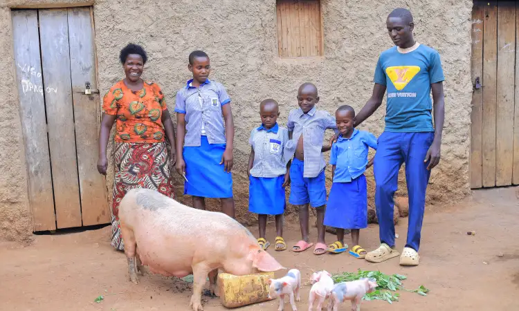 A woman, man and three young children, standing smiling behind a large pink pig and four piglets that are eating fodder from the ground