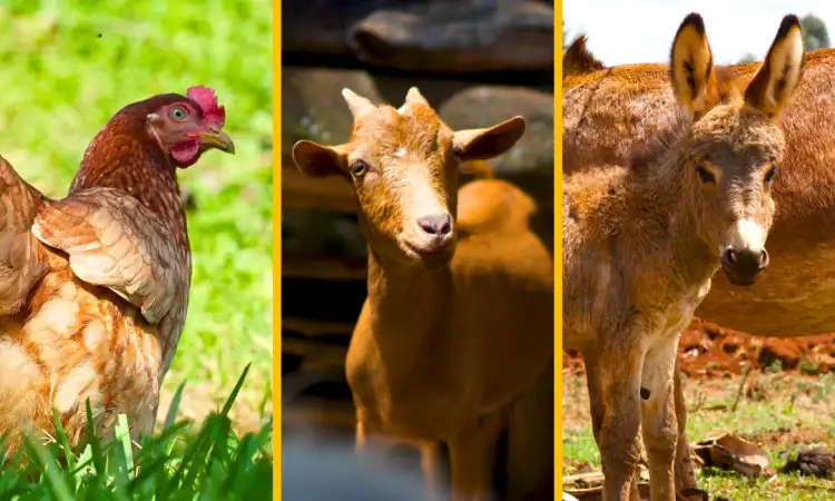Farm animals charity gift bundle (chicken, goat, and donkey)