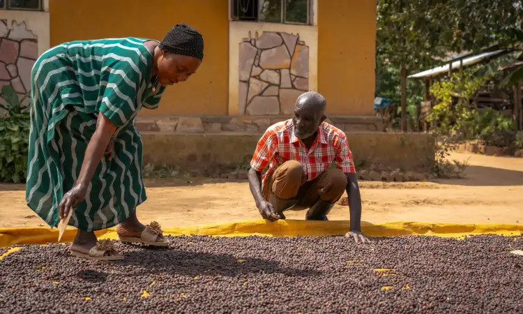 A man and woman, sorting through coffee beans laid on the floor to dry
