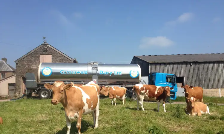 Field of cows, with large Cotteswold Dairy branded truck in the background