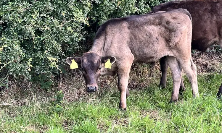 Wagyu calf
